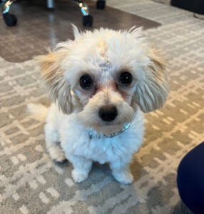 Winston the Therapy Dog