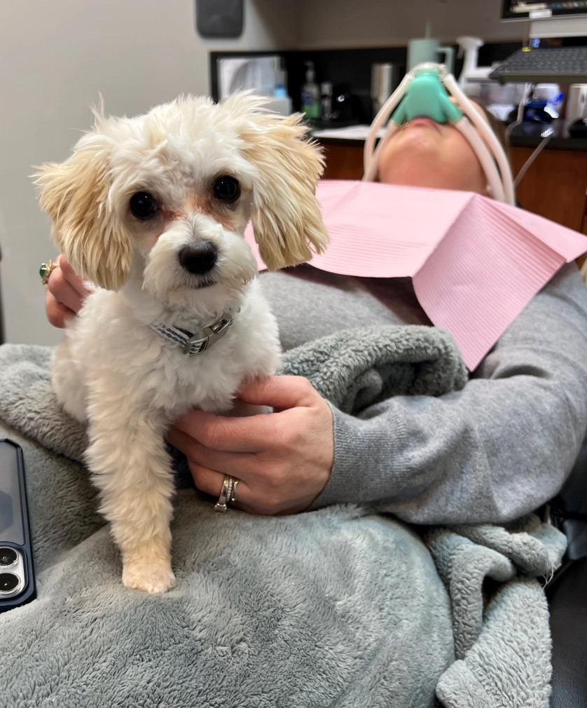 Winston, therapy dog on a patient's lap
